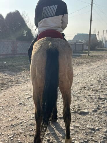 собака шпиц белый: Продаю | Конь (самец) | Рабочий — 1