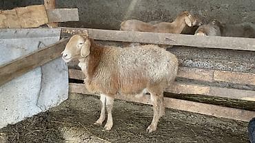 Баран, овца: Продаю | Овца (самка) | Арашан | Для разведения — 4