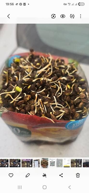 набор бу: Семена эспарцета (донник семейства бобовых для кормовых и медоносных — 2