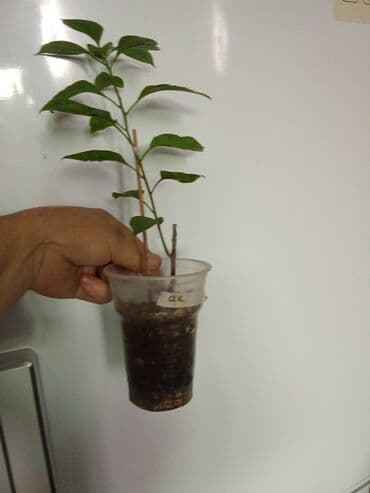 мебель бишкек: Саженцы цветка — 4