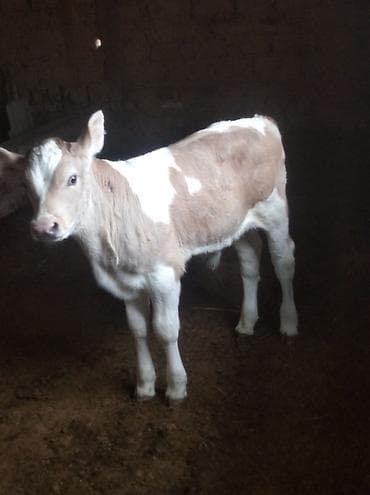 беде себем: Продаю | Корова (самка) | Для разведения — 4