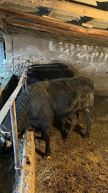 парода ангус: Продаю | Бык (самец) | На откорм | Привязанные — 3