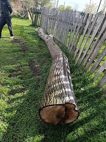 суу насос бу: Ствол с корнями (срезанное дерево). - Порода:ореховое дерево - — 2