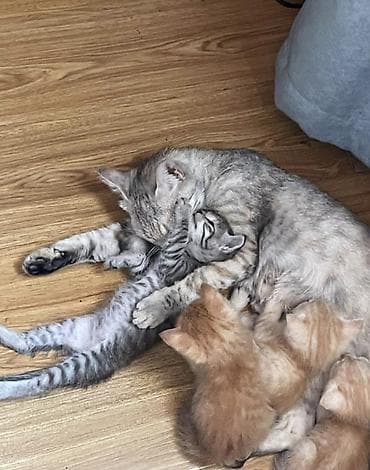 Кошки: ВСЕМ МЯУ, ГОСПОДА! На связи многодетная мать четырёх рыжих — 3