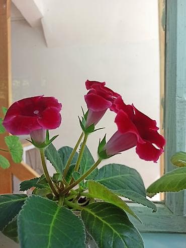 Фиалкалар жана глоксиниялар: Глоксиния с крупными бархатистыми цветками. Особенности: - Компактный — 3