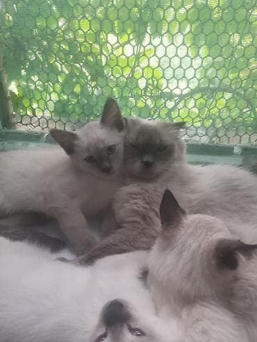 симс: Продаю котят сиамской породы не дорого.Два мальчика и одна — 3