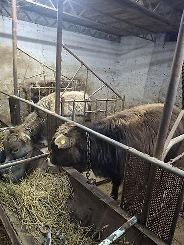 коровы симентал: Продаю | Бык (самец) | Алатауская, Швицкая, Полукровка | Для разведения, На откорм | Привязанные, Искусственник — 7
