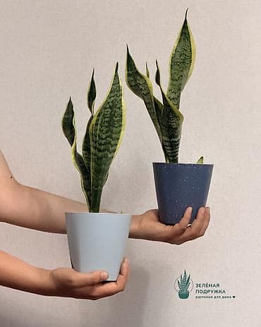 санса: 🌿 САНСИЕВЕРИЯ (Щучий хвост) Стильное и неприхотливое комнатное — 1