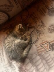 отдам кота я его боюсь: Отдам котёнка (девочку) в хорошие руки. Мать превосходный охотник на — 9