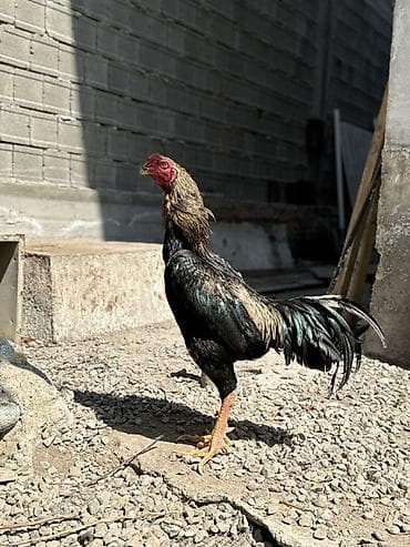 продам коз: Продаю | Петух | Бойцовая | Для разведения — 5