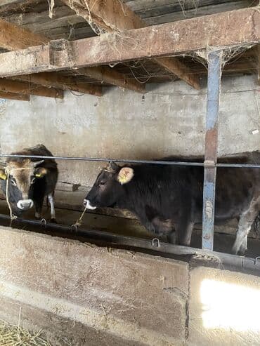 карова талас: Продаю | Корова (самка) | Для разведения, Для молока — 1