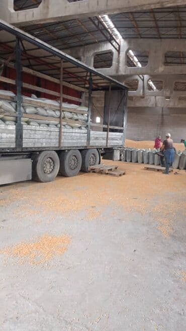 соль для животных: Кукуруза Жугору Мака Оптом Осталось 300тонн Сухой Кургак Кукуруза — 1