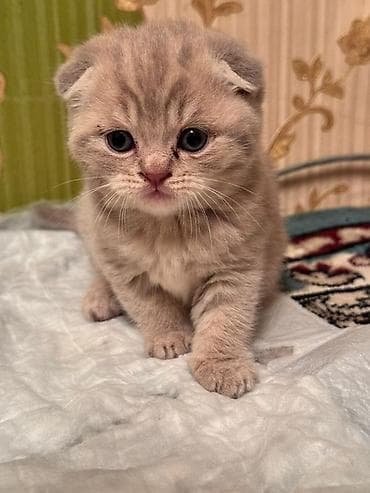 породистые кошки цена: Породистые котята серых и бежевых окрасов. Описание: - Тип — 4