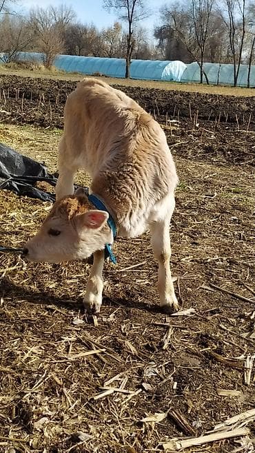 Продаю | Музоо, торпок | На откорм | Племенные