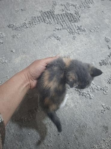 абиссинские коты: Котята домашние, пушистые комочки радости. мама на половину британка — 3