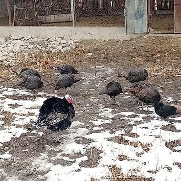 Другие животные: Продаю | Индюк (самец) | Для разведения | Племенные — 1