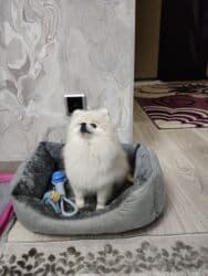 купить собаку шпица недорого: Шпиц, 1 год, Самец, С прививкой, С родословной — 22