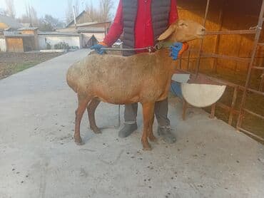 купить восточно европейскую овчарку: Продаю | Овца (самка) | Арашан | Для разведения | Матка — 15