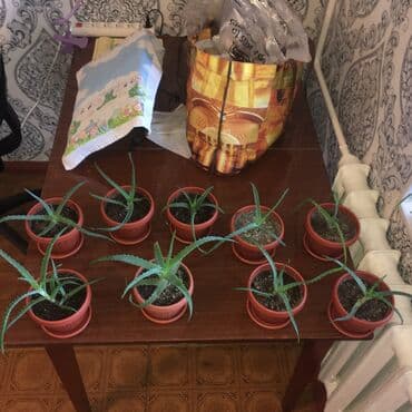 комнатные растения из голландии в бишкек каталог: Фотографии уже устарели. Теперь все алоэ намного выше и больше! — 11