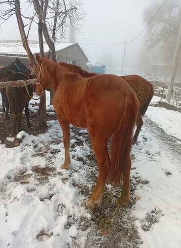 Продаю | Кобыла (самка) | Рабочий