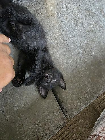 scottish fold: Кошка даром: Беспородная, Мальчик, Приучена к лотку — 3