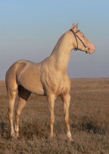 продажа кормов для сельскохозяйственных животных: Продаю | Жеребец | Конный спорт | Племенные — 2