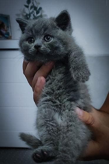 кошки бишкек: Шотландские плюшевые мальчишки,фолд(продан) и 2 страйта.Возраст 1.5 — 8