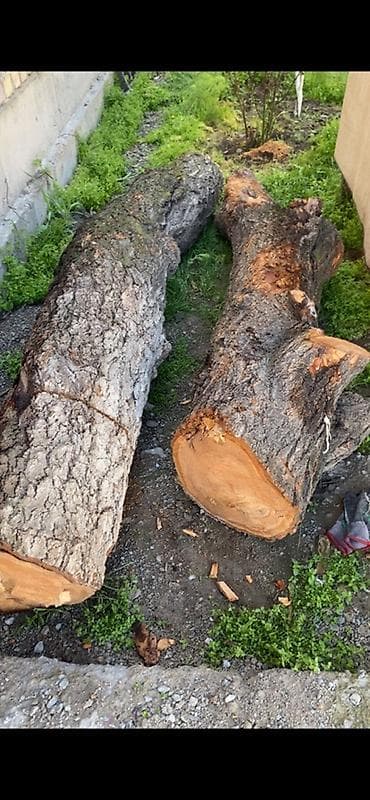 Ушул оруктун бутагы сатылат арзан эле берем комуз жасаганы да отун