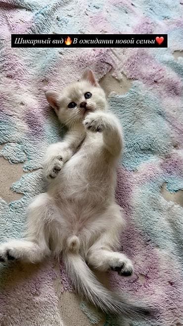 Животные: 🐾Готовы к переезду британские короткошерстные котята! 🐾 ❤️Оба родителя — 6