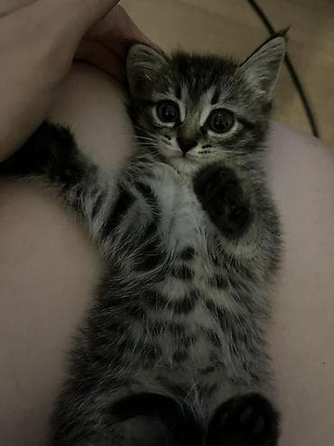 котенок даром: 2 месяца, Девочка — 2