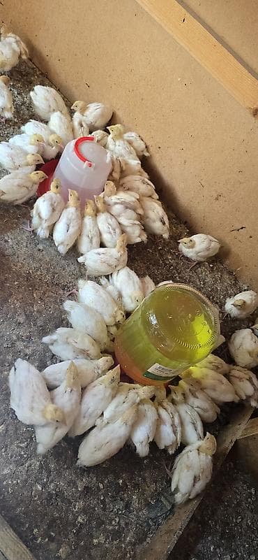 оптом кой: 🐦 ПЕРЕПЕЛА «БЕЛЫЙ ГИГАНТ ТЕХАС» — В ОШ! 🐦 В наличии качественные — 2