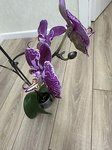 Комнатные розы: Домашняя Орхидея Голландская Phalaenopsis насыщенно-фиолетовая — 3