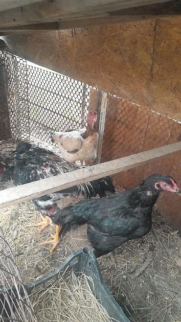 бойцовый: Продаю | Петух | Бойцовая | Для разведения — 4