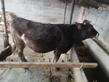 Продаю | Корова (самка) | Полукровка | Для разведения | Искусственник