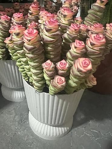 кактус круглый: Комнатные композиции из суккулентов и кактусов в декоративных кашпо - — 3