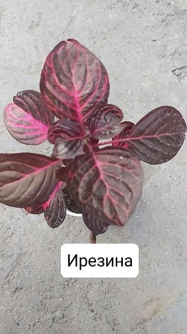 вырасти сад купить петов: Продаю цветы — 6