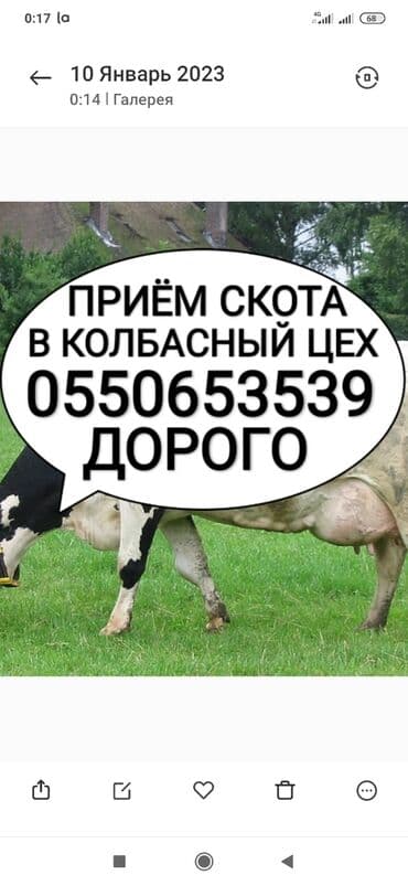 Куплю | Коровы, быки, Лошади, кони | Круглосуточно, Любое состояние, Забитый at lalafo.kg Куплю | Коровы, быки, Лошади, кони | Круглосуточно, Любое состояние, Забитый