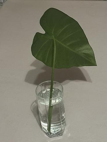 4 ядерный: Бухгалтерские услуги | Подготовка налоговой отчетности, Сдача налоговой отчетности, Консультация — 1