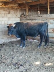 Грызуны: 160мин сатам — 1