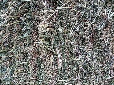 карова каракол: 2укос Клевер сено доставка есть зелёный 107шт тюки плотные — 7