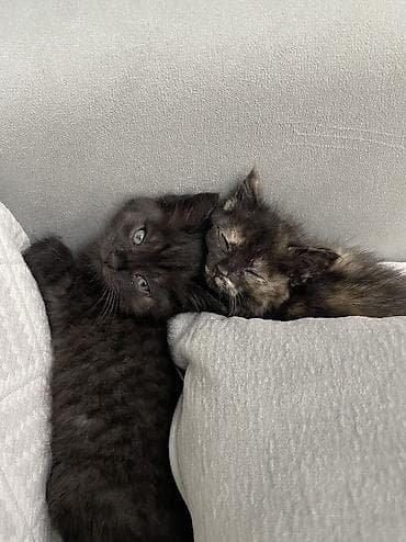 кошка мейн кун: Отдам котят 1-1,5 месяца в добрые руки. Обработаны, все витамины — 3