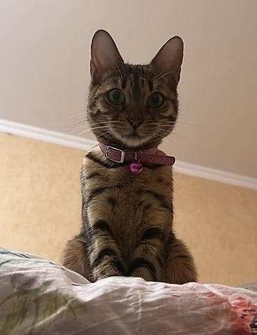 коты бенгальские: Бенгальская, 4 года, Девочка, Золотая шиншилла, Приучена к лотку — 5
