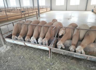 домик для кроликов: Продаю | Баран (самец) | Арашан | Для разведения | Племенные — 3