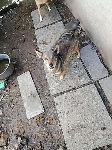 собачки: Отдам собачку,девочка,стерилизованная,молодая,звоночек,охрана для — 1