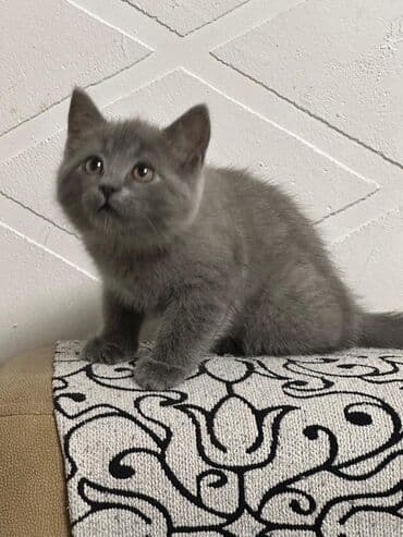 дом для котов: Пушистый серый котёнок - Окрас: ровный дымчато‑серый (плюшёвая — 1