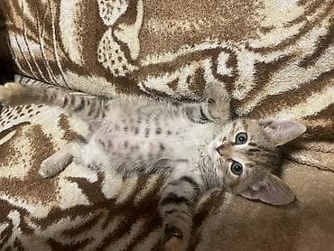 2 месяца, Девочка, Проглистована, Приучена к лотку — 2
