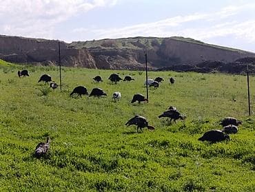 животные птицы: Индюки звонить только по номеру
Только номерге чалгыла!!! — 2