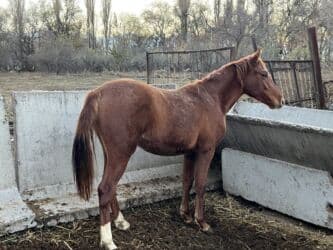 купить рабочую охотничью собаку: Сатам | Жылкы (эркек) | Жумушка — 4