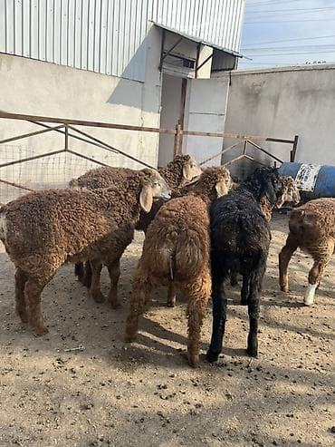 щенки шпица: Продаю | Ягненок | Для разведения — 1