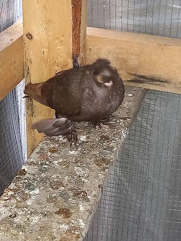 дикий голуб: Порода голубку ореховый двухчубую малоносою декоративный пухогрудый — 2